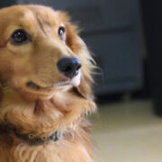 犬の不妊手術 避妊 去勢 について どうぶつのお医者さん Ocean S Animal Clinic 犬の不妊手術 避妊 去勢 について どうぶつのお医者さん Ocean S Animal Clinic