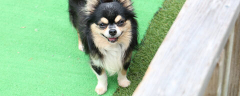 犬の不妊手術 避妊 去勢 について どうぶつのお医者さん Ocean S Animal Clinic