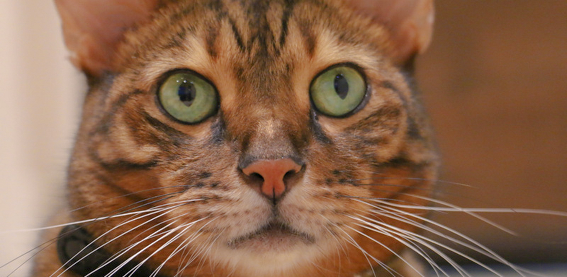 猫の不妊手術 避妊 去勢 について どうぶつのお医者さん Ocean S Animal Clinic