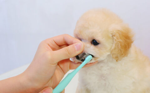 犬の歯について どうぶつのお医者さん Ocean S Animal Clinic