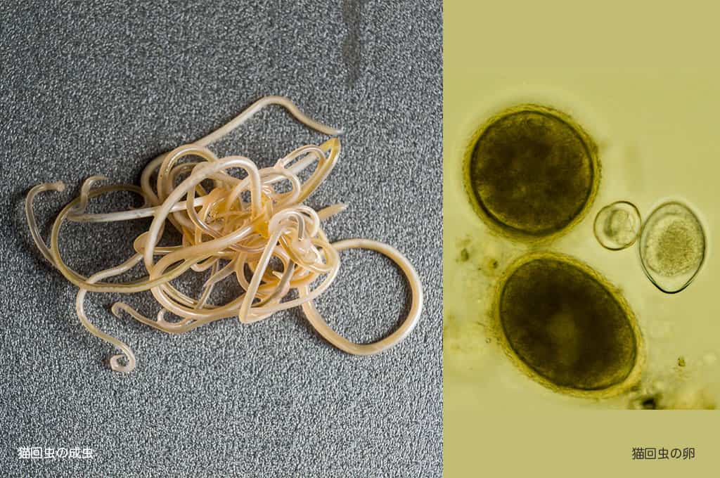 いつ医師に連絡しますか?