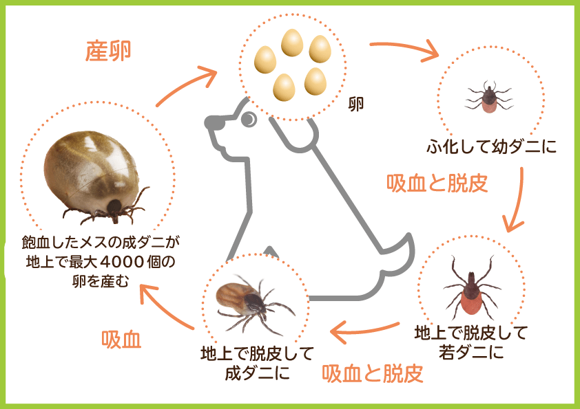 犬のマダニについて ｜ どうぶつのお医者さん OCEAN'S ANIMAL CLINIC