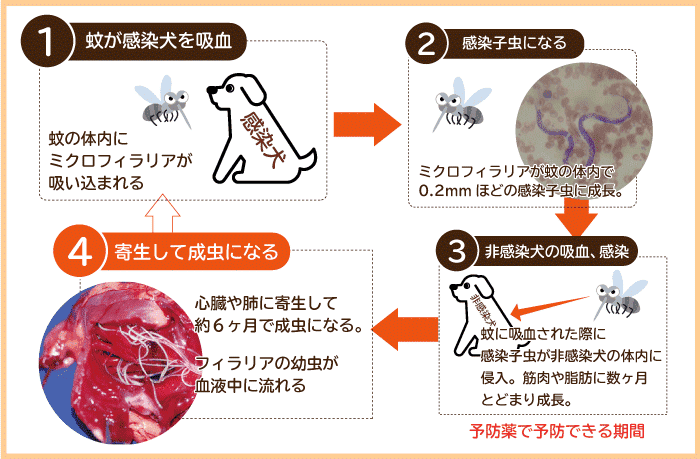 フィラリア に かかっ た 犬 の 寿命