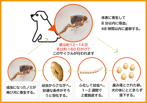 犬ノミのライフサイクル