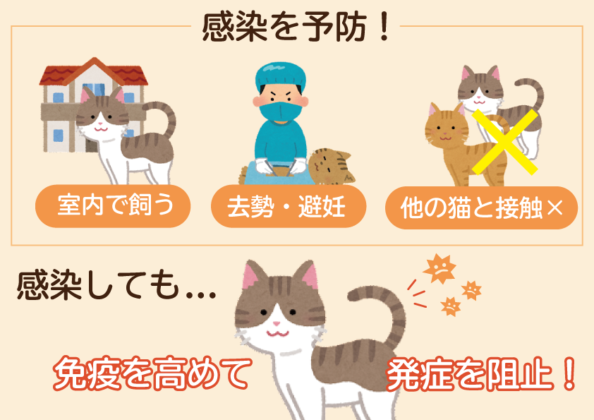 猫のワクチンについて どうぶつのお医者さん Ocean S Animal Clinic