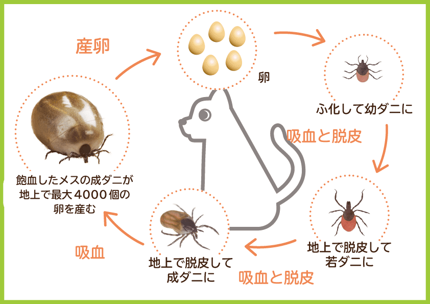 猫のマダニについて どうぶつのお医者さん Ocean S Animal Clinic